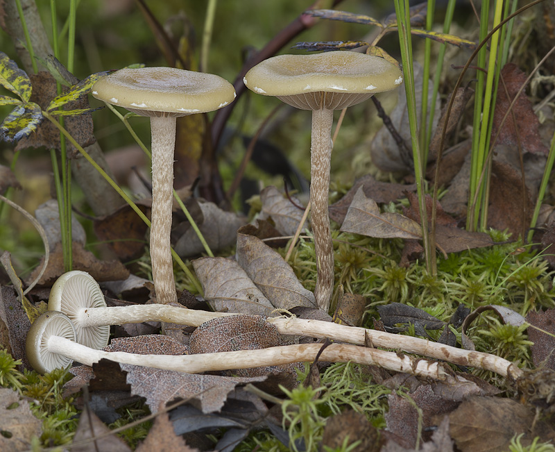 Phaeonematoloma myosotis